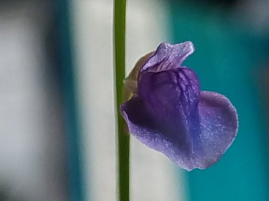 Utricularia babui