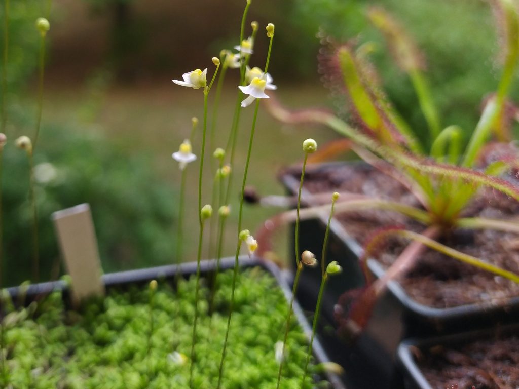 Utricularia bisquamata