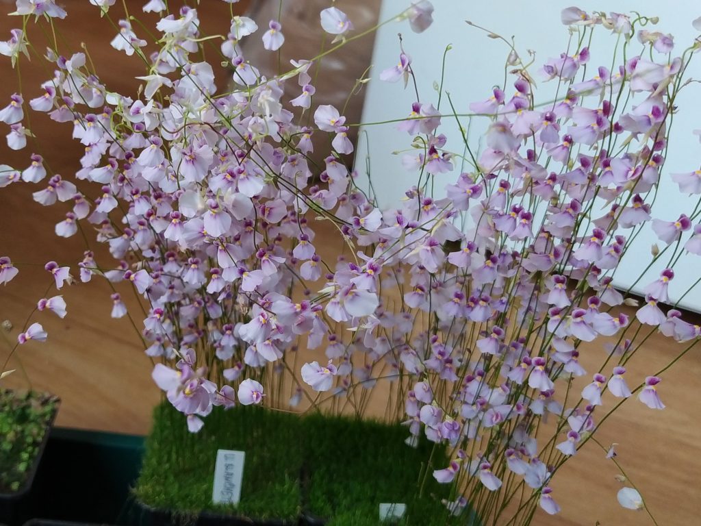 My collection of Utricularia
