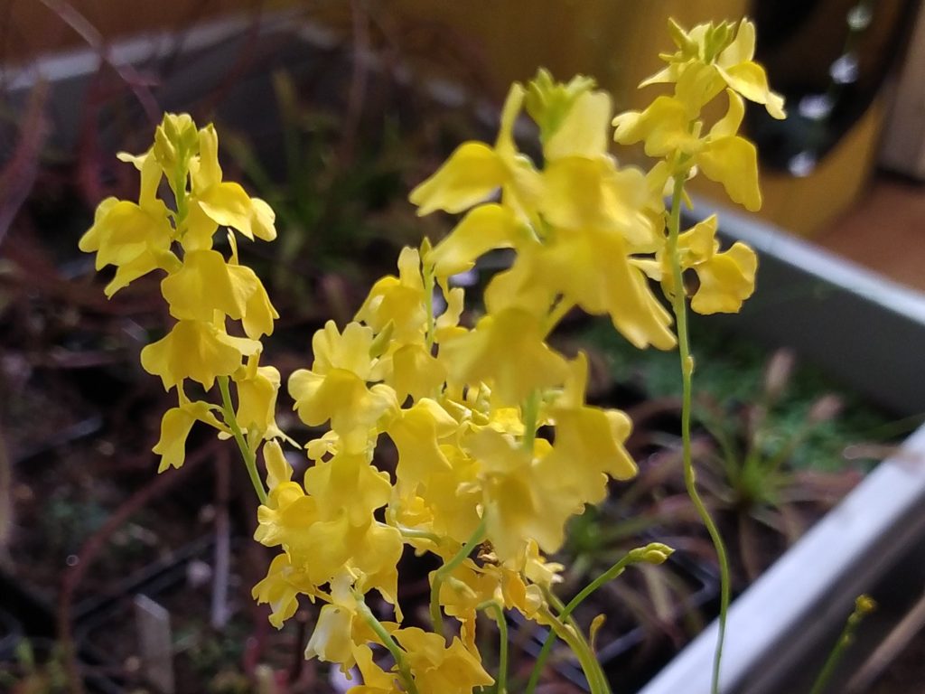 My collection of Utricularia