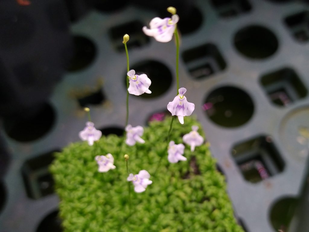 My collection of Utricularia