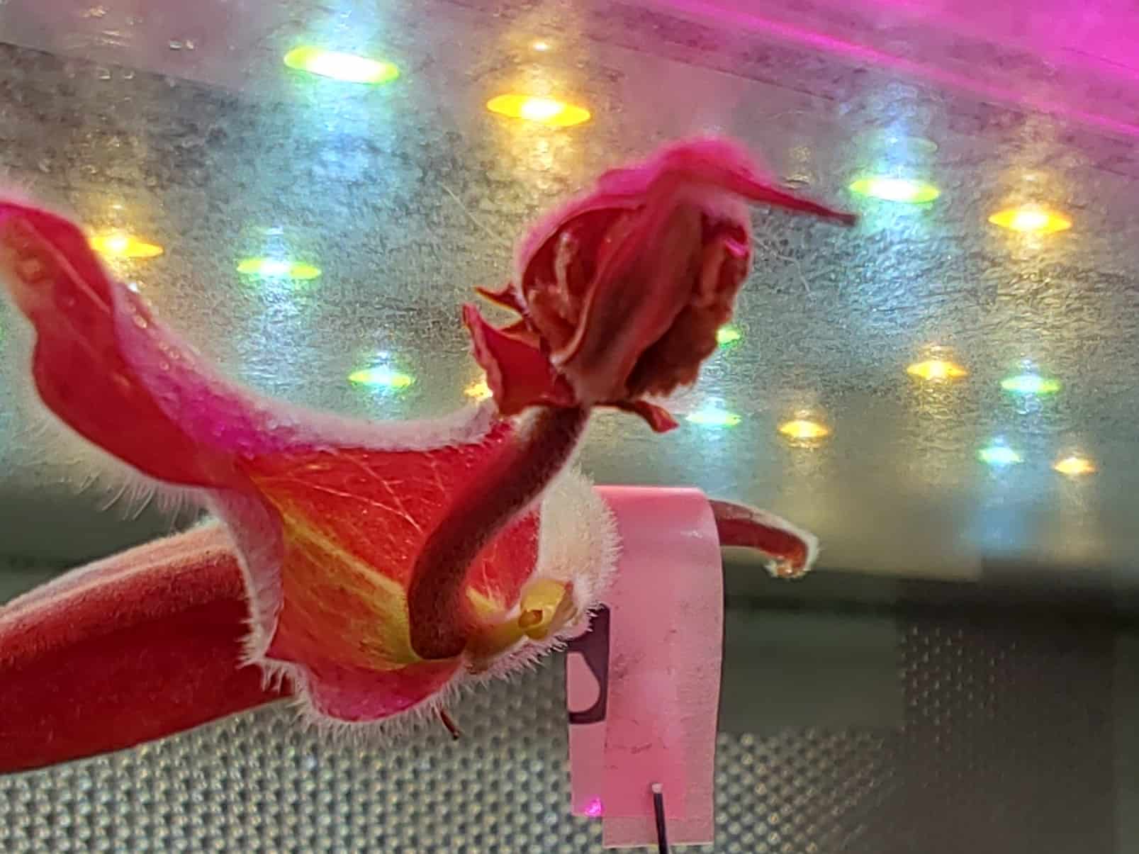 How to pollinate Heliamphora