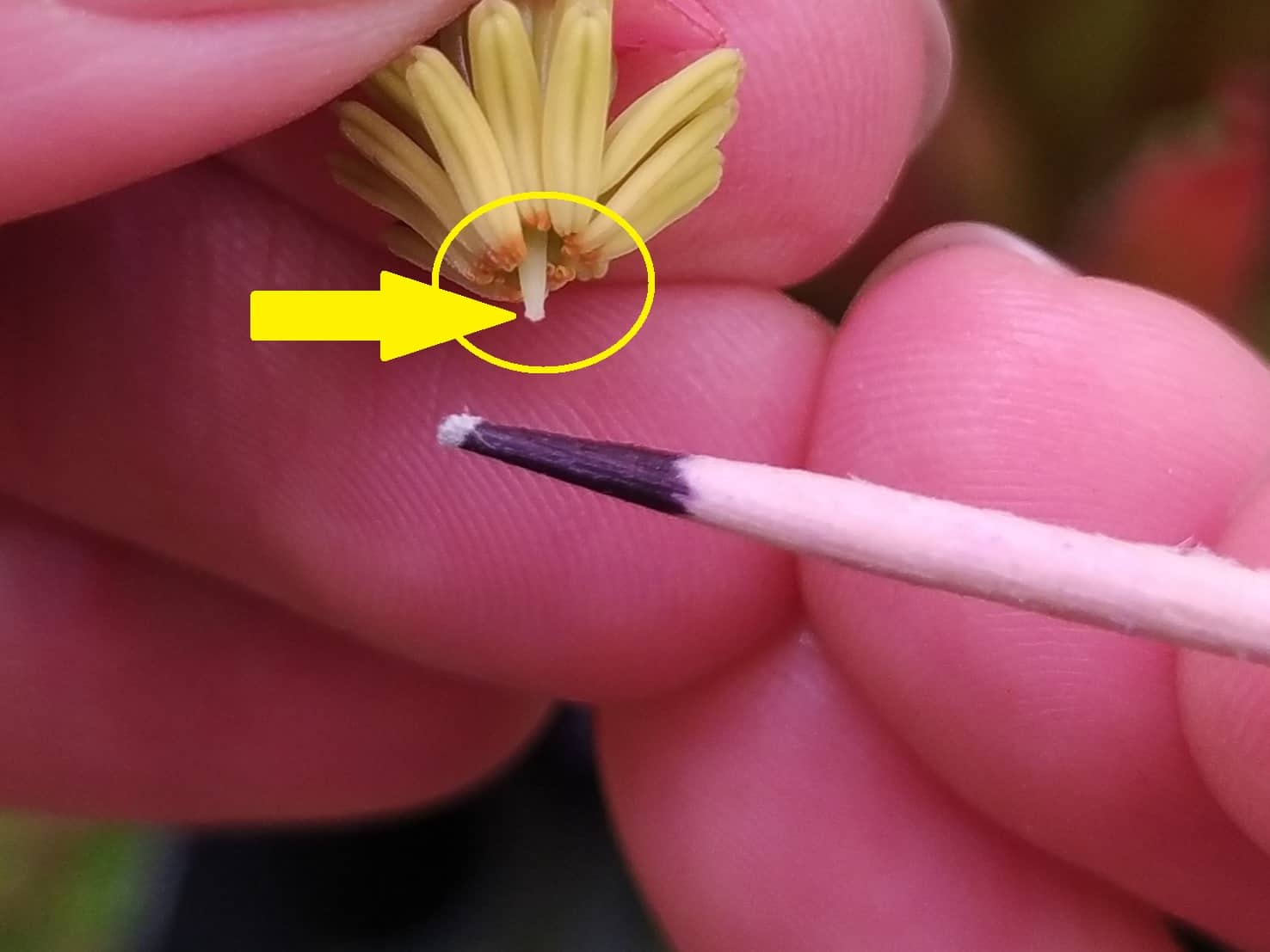 How to pollinate Heliamphora