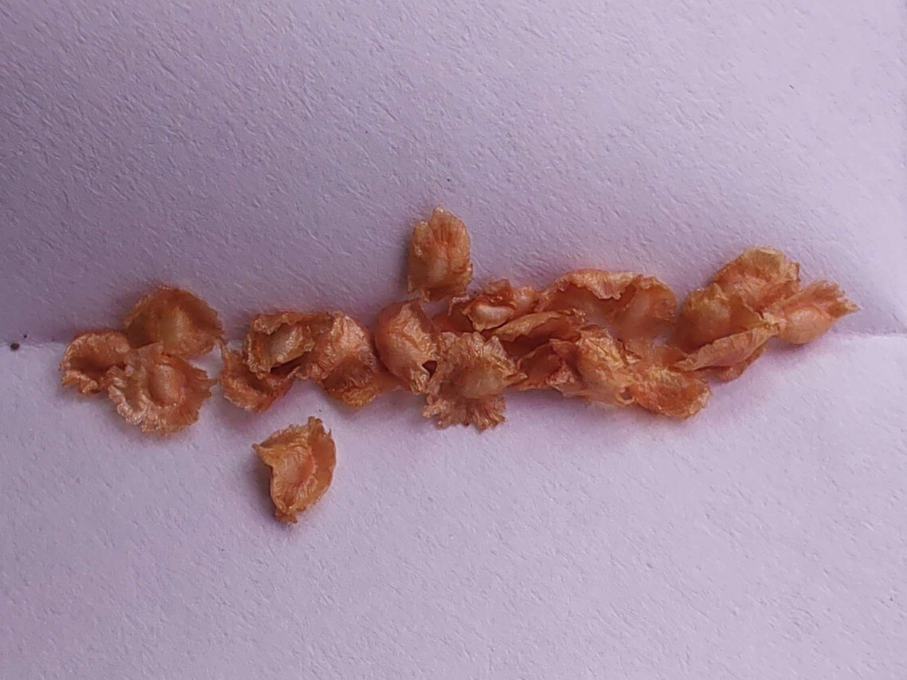 How to pollinate Heliamphora