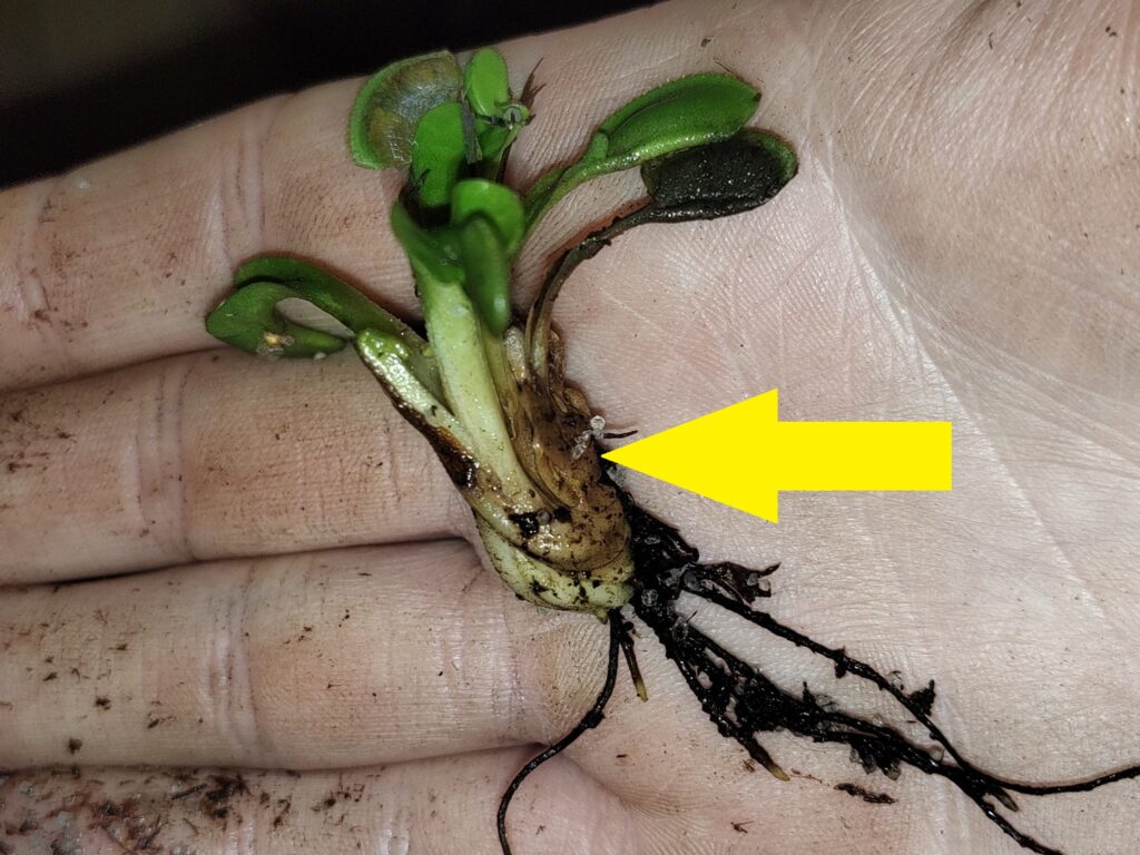 Rhizome rot