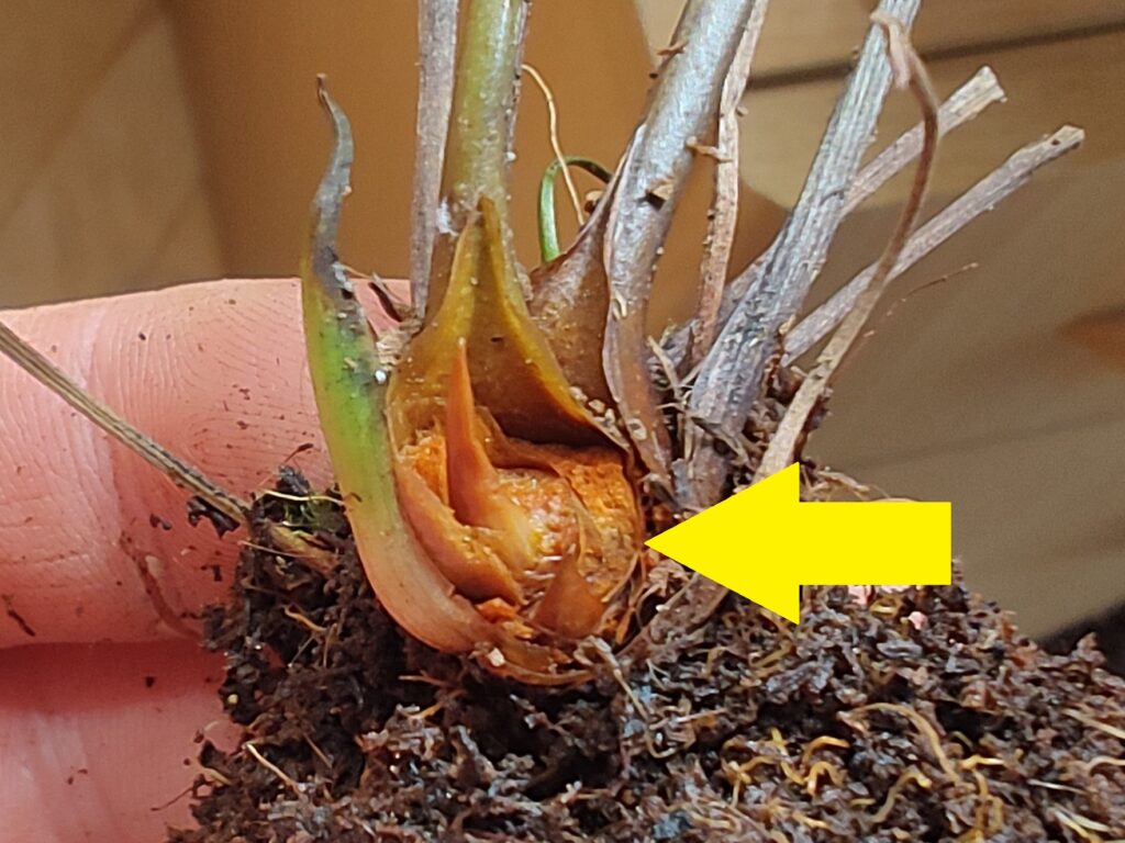Rhizome rot
