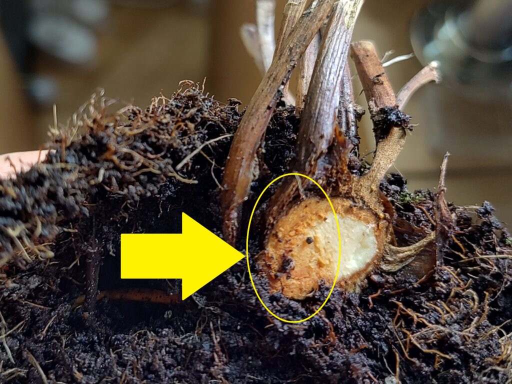Rhizome rot