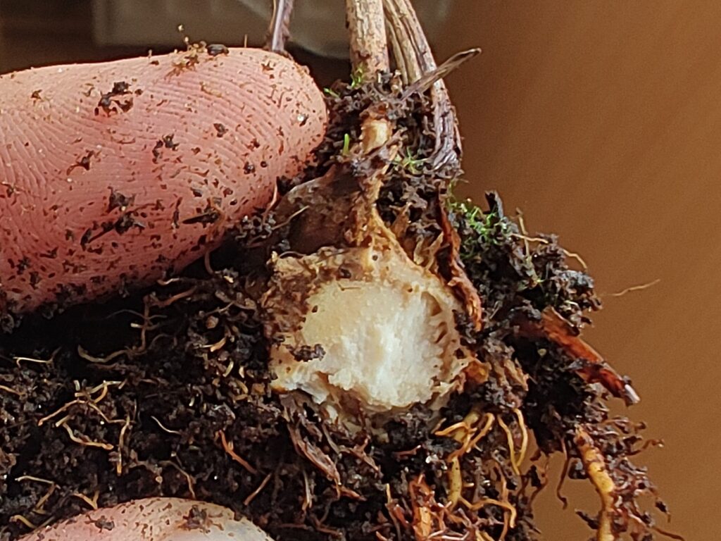 Rhizome rot