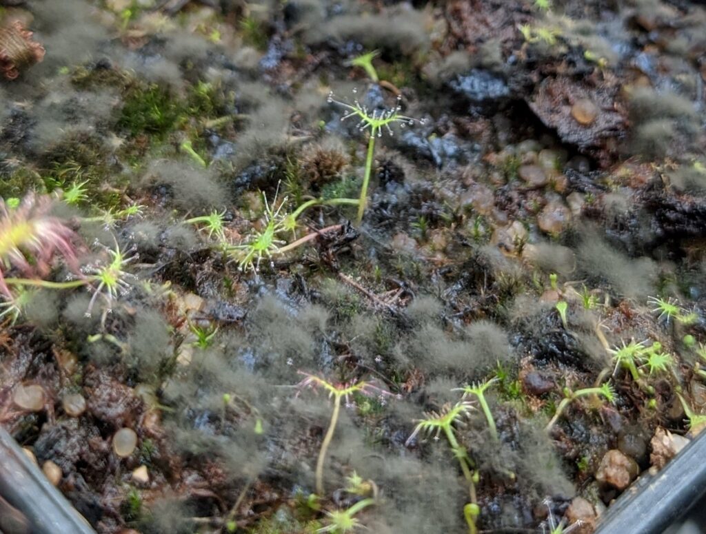 Mold on substrate