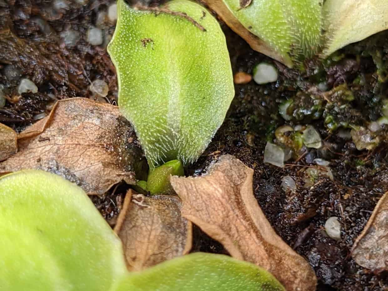 How to grow Pinguicula (butterworts)