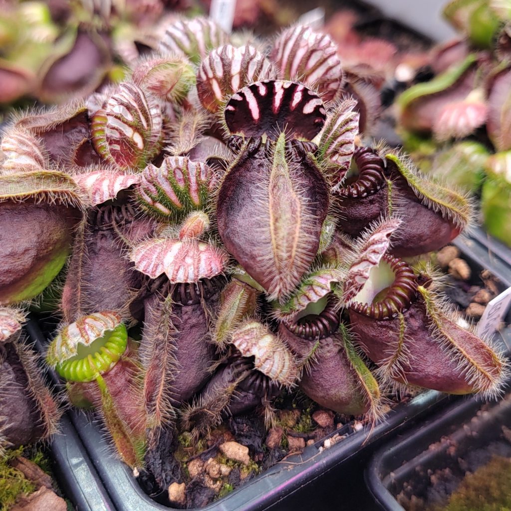 Cephalotus follicularia Red Giant Clone