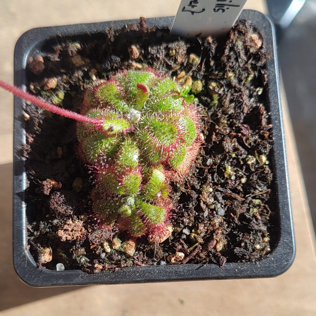 Drosera admirabilis {Palmiet River}