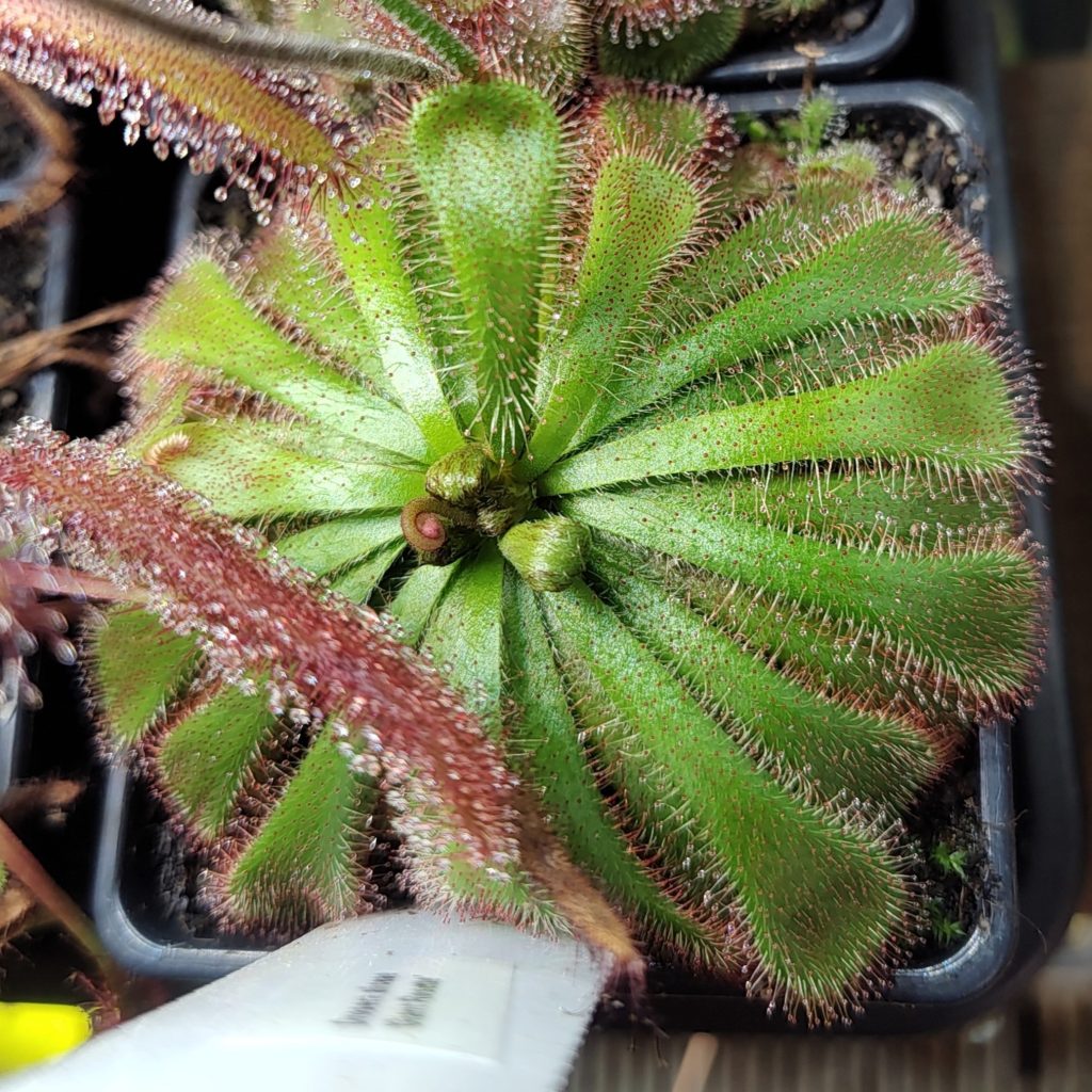 Drosera aliciae 'Giant Rosette'