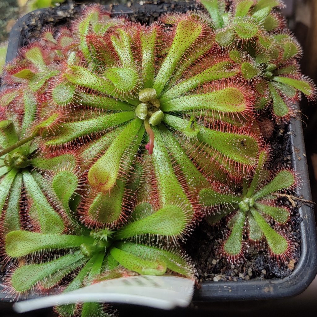 Drosera aliciae {Muizenberg, Cape Peninsula}, large rosettes