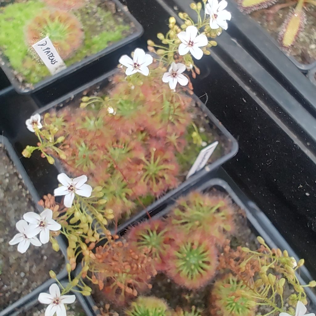 Drosera allantostigma