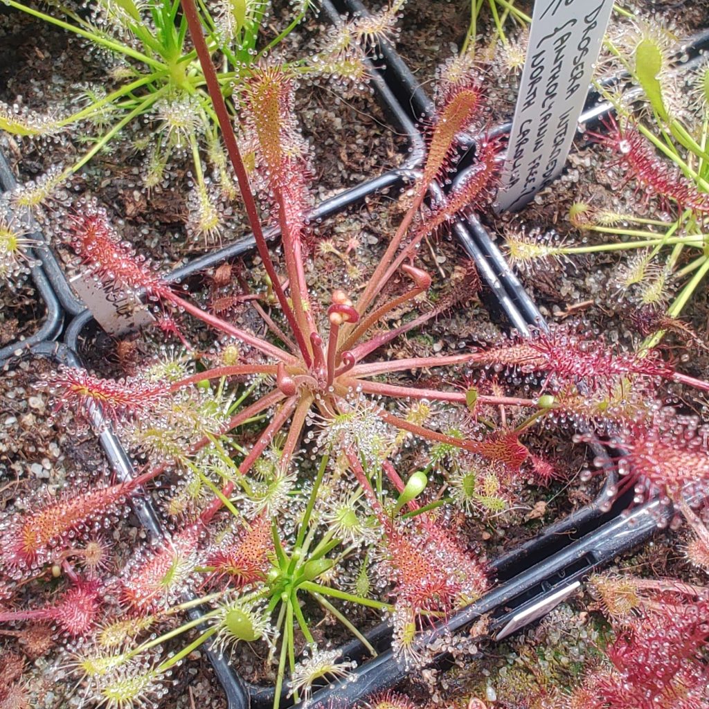 Drosera anglica