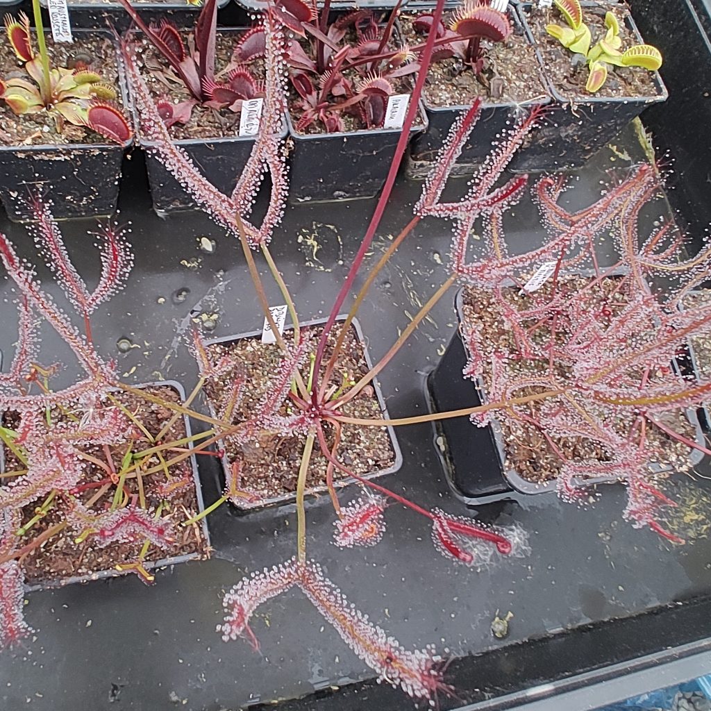 Drosera binata dark red clone