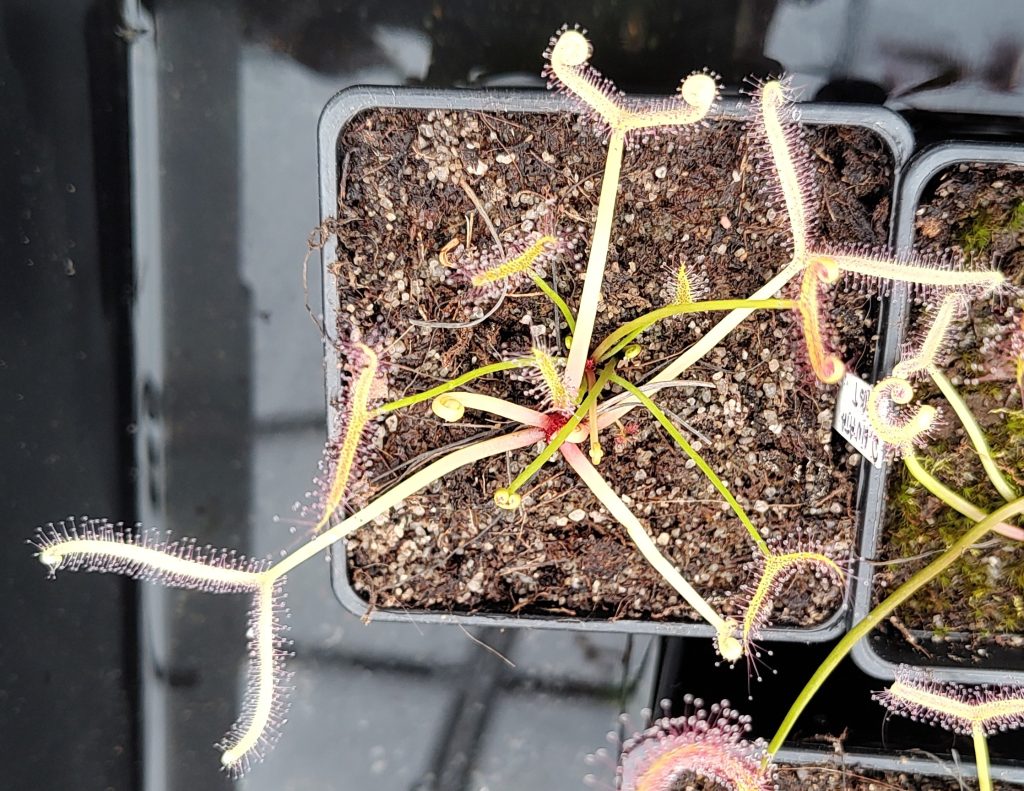 Drosera binata ghost