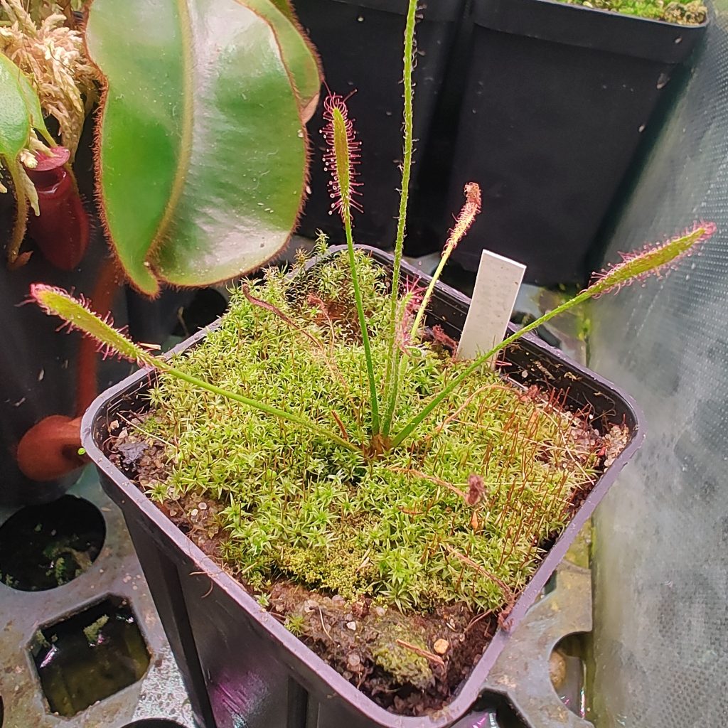 Drosera camporupestris {Serra do Cipó, Minas Gerais, Brazil}