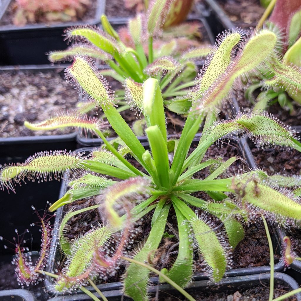 Drosera capensis 'Bainskloof'