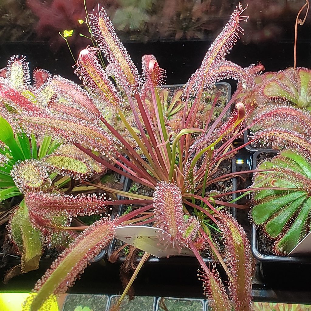 Drosera capensis 'Big Pink'
