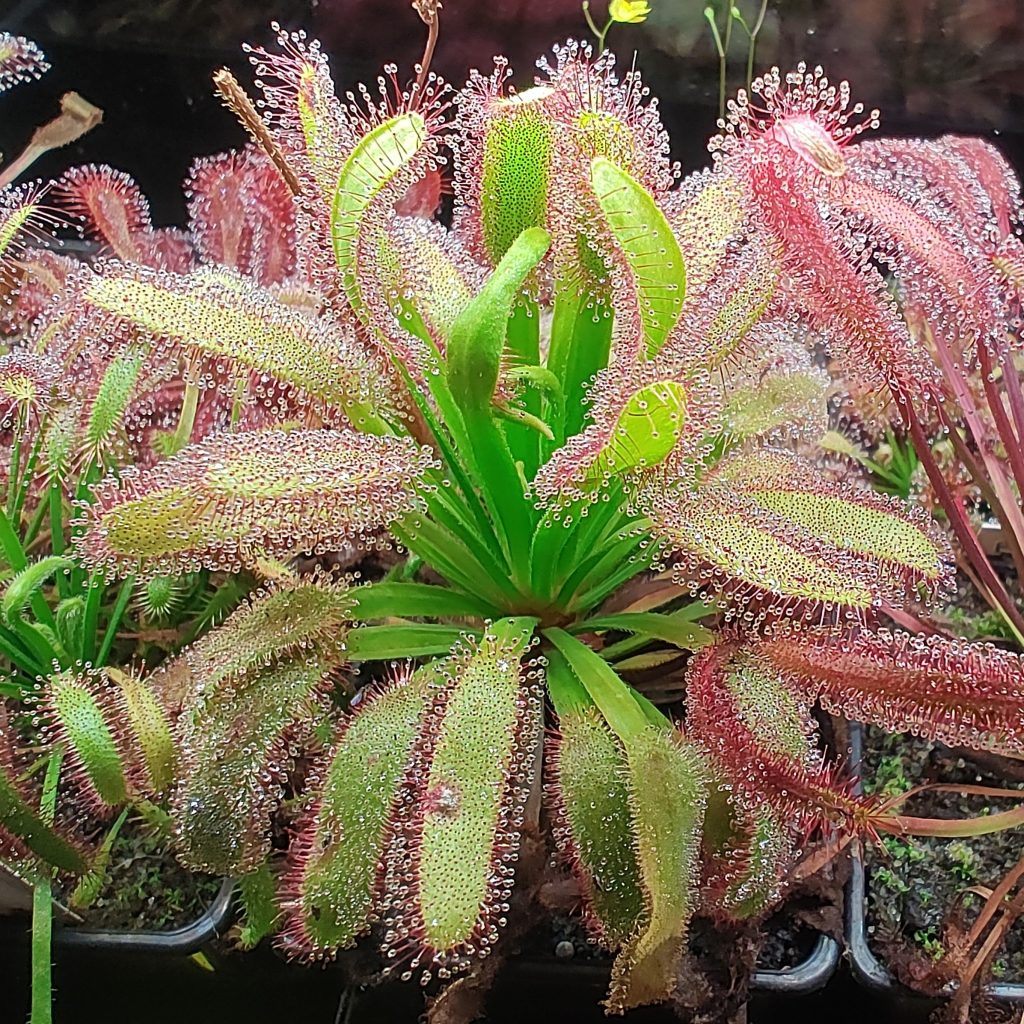 Drosera capensis WL extreme (Thomas carow)