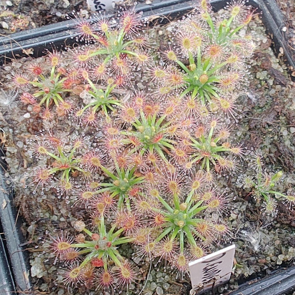 Drosera enodes
