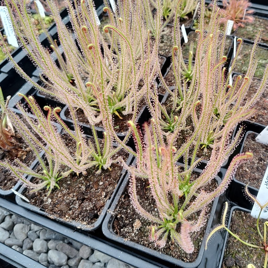 Drosera filiformis var. filiformis