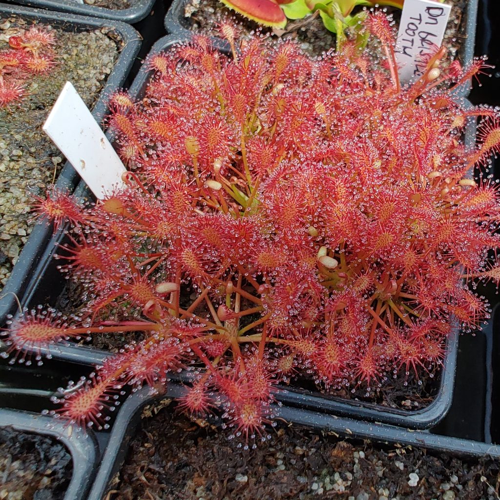 Drosera intermedia