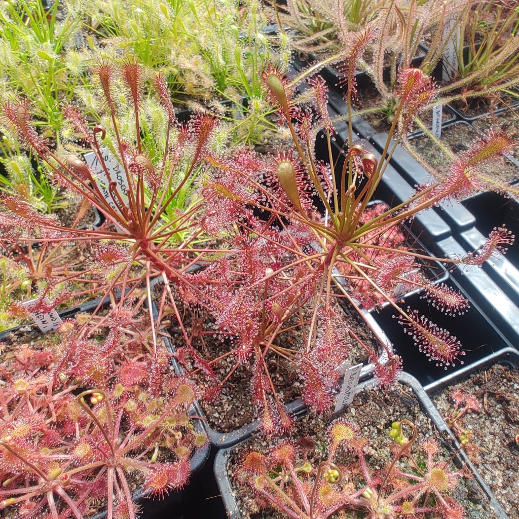 Drosera intermedia (Carolina giant)