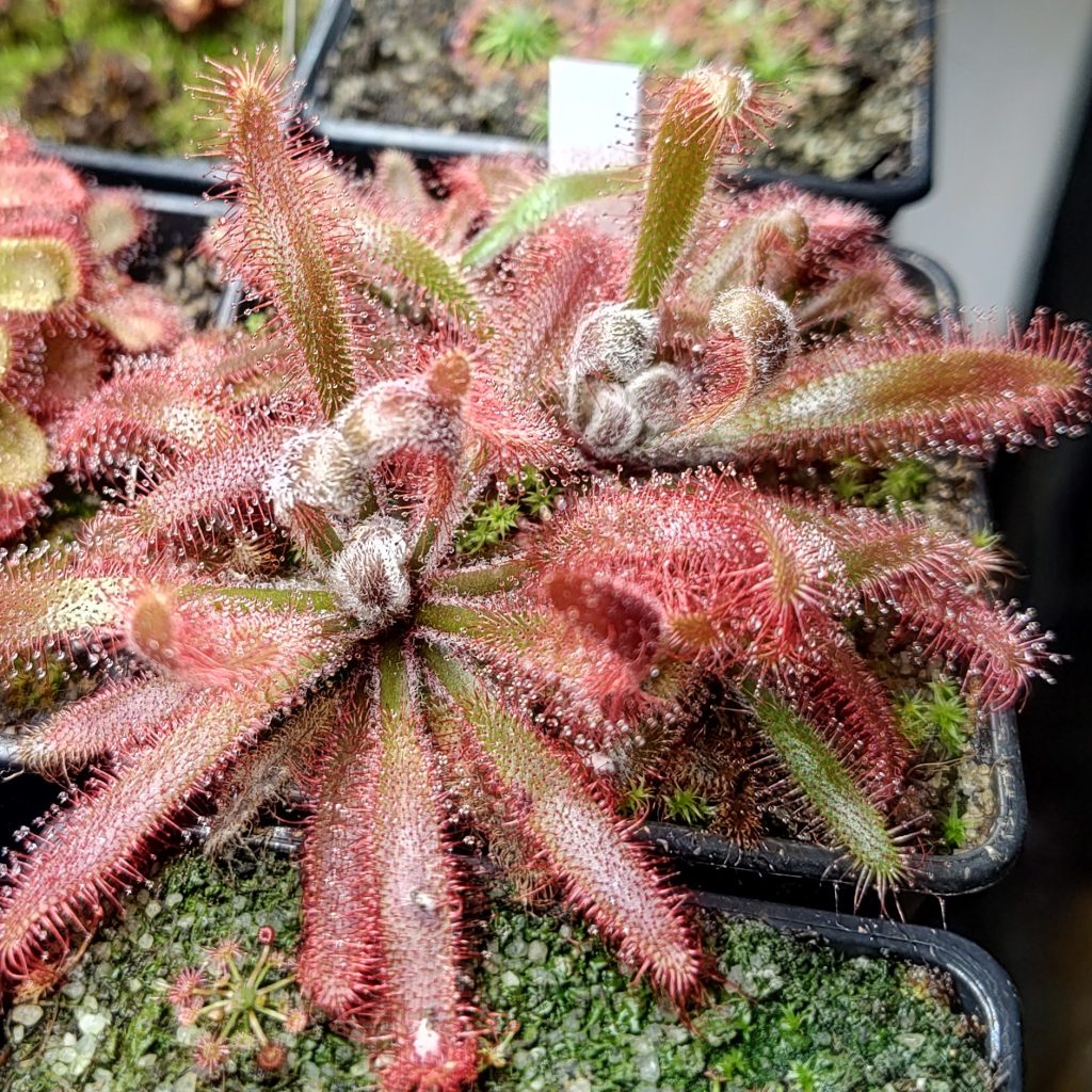 Drosera latifolia “all red”