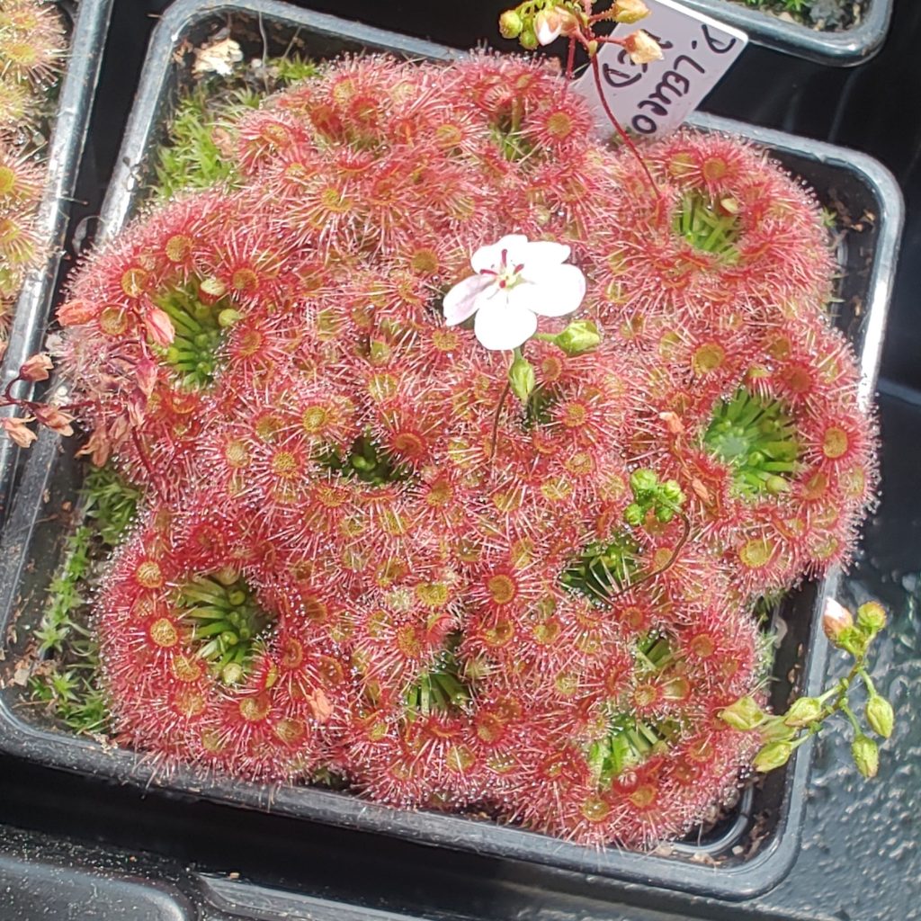 Drosera leucostigma red