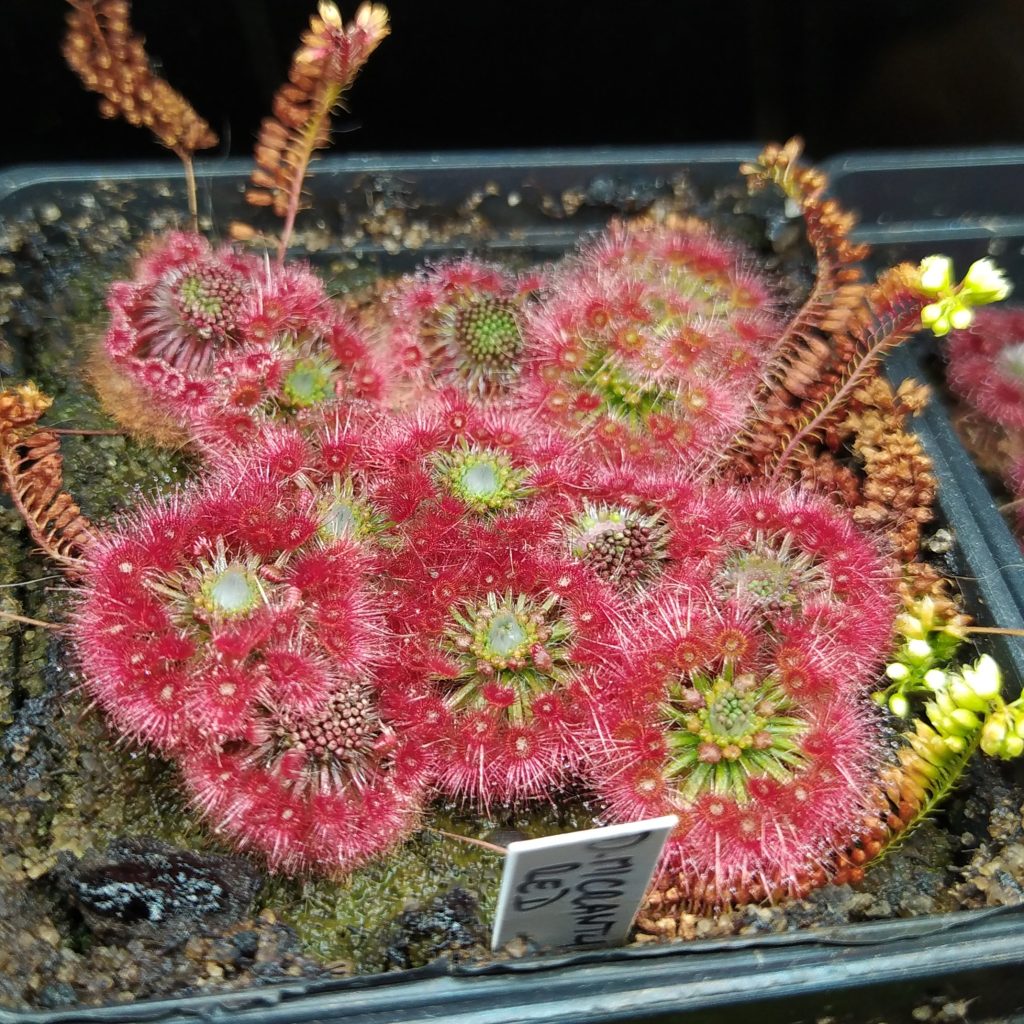 Drosera micrantha red