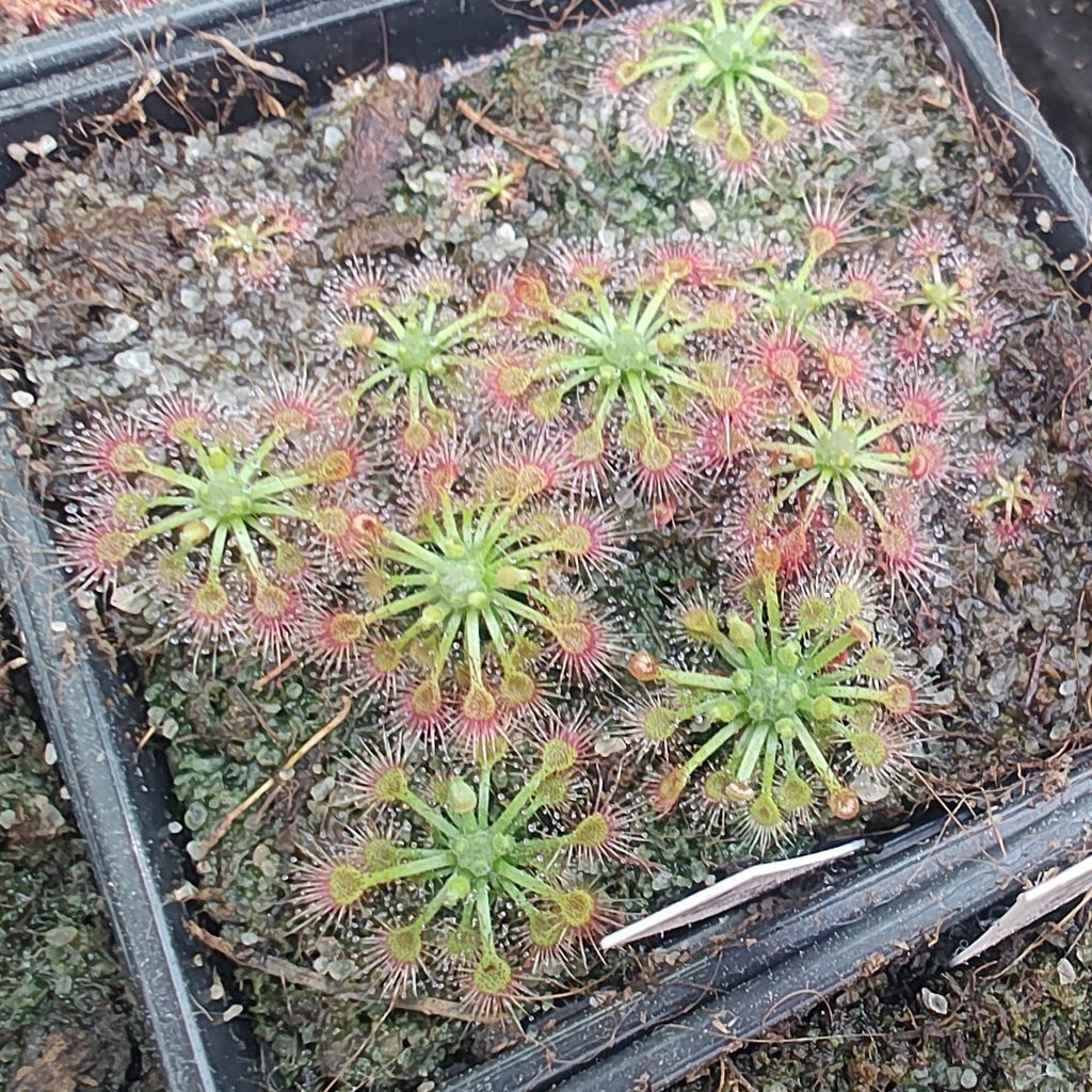 Drosera nitidula