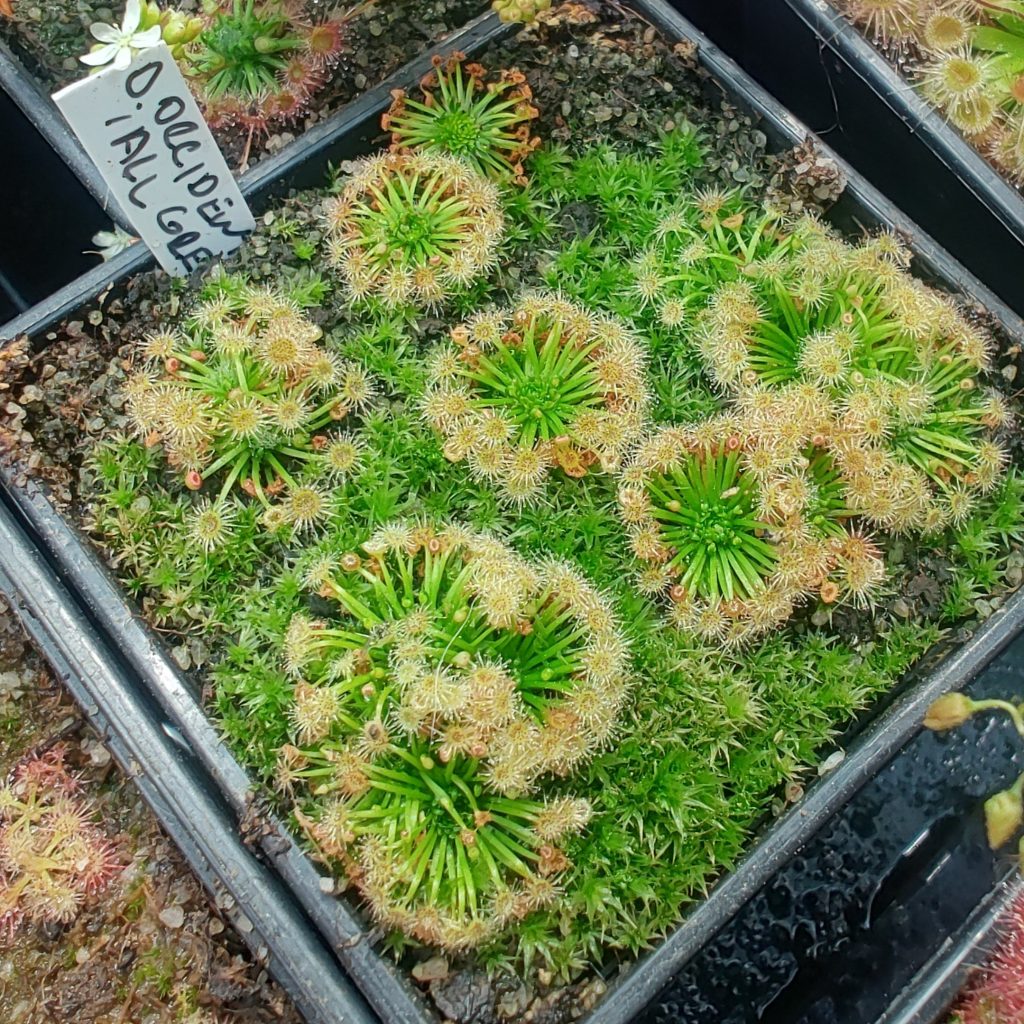 Drosera occidentalis all green