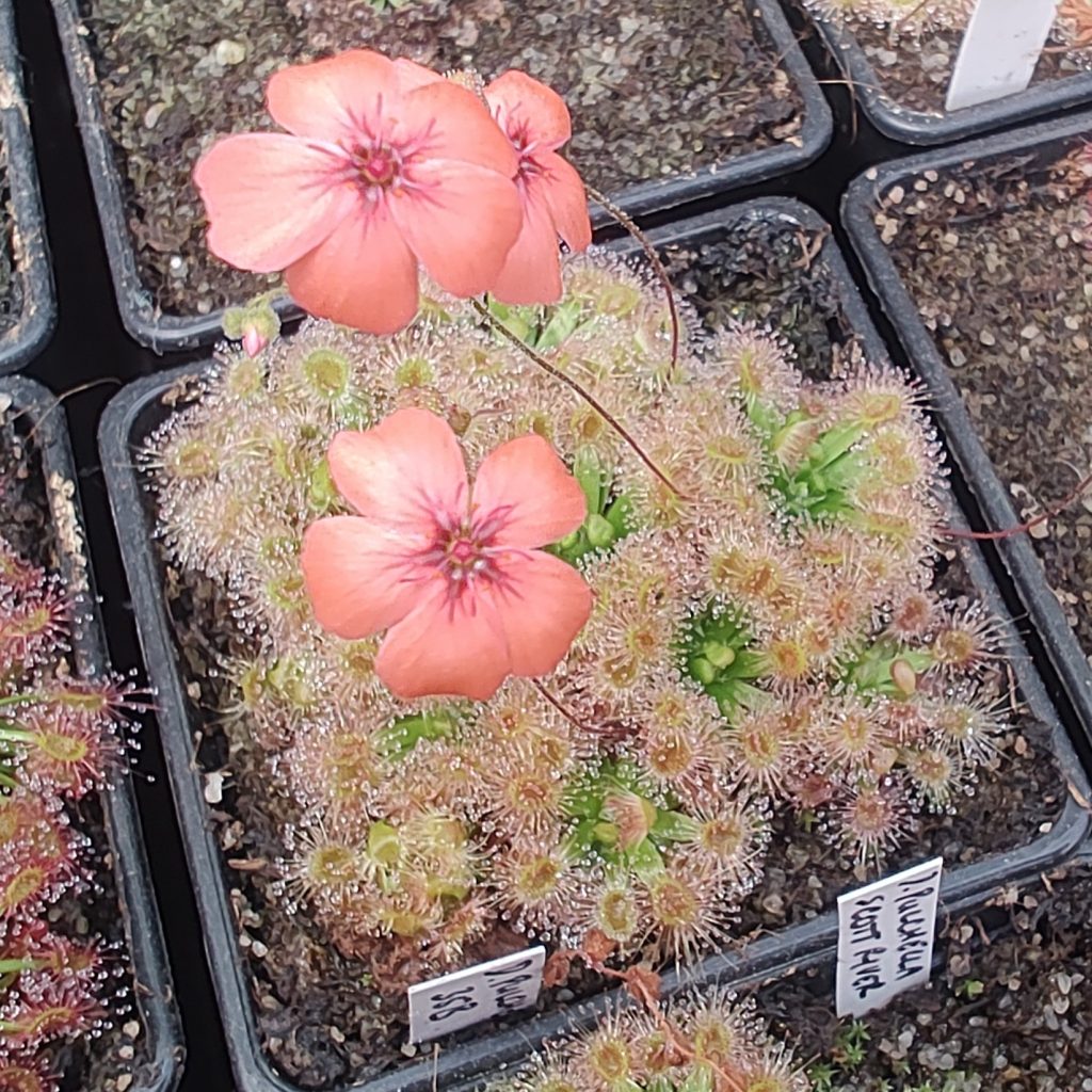 Drosera pulchela 35B
