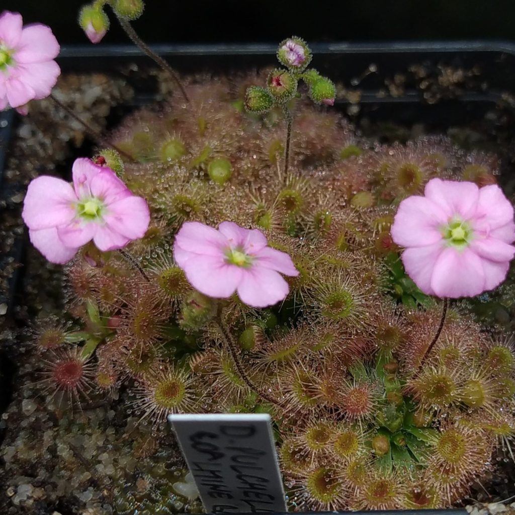 Drosera pulchella Coalmine beach
