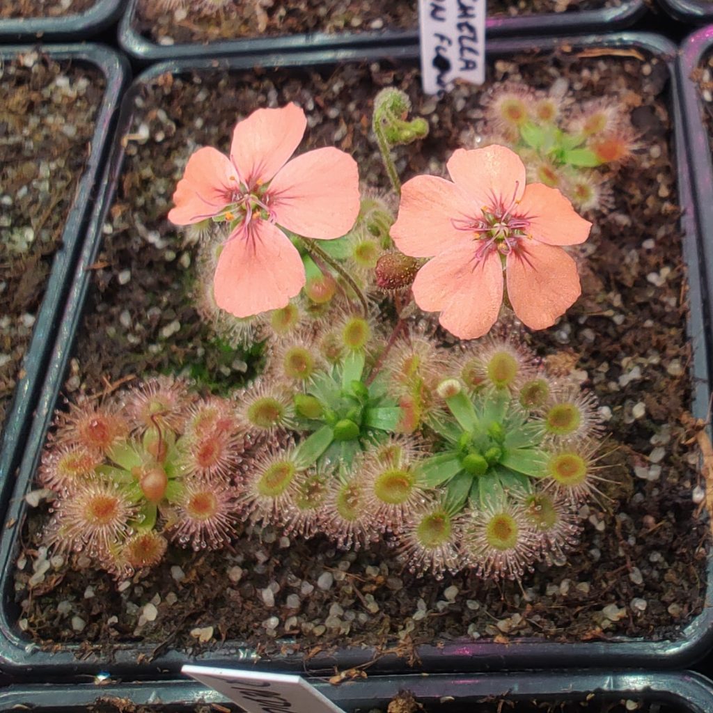 Drosera pulchella Salmon flower