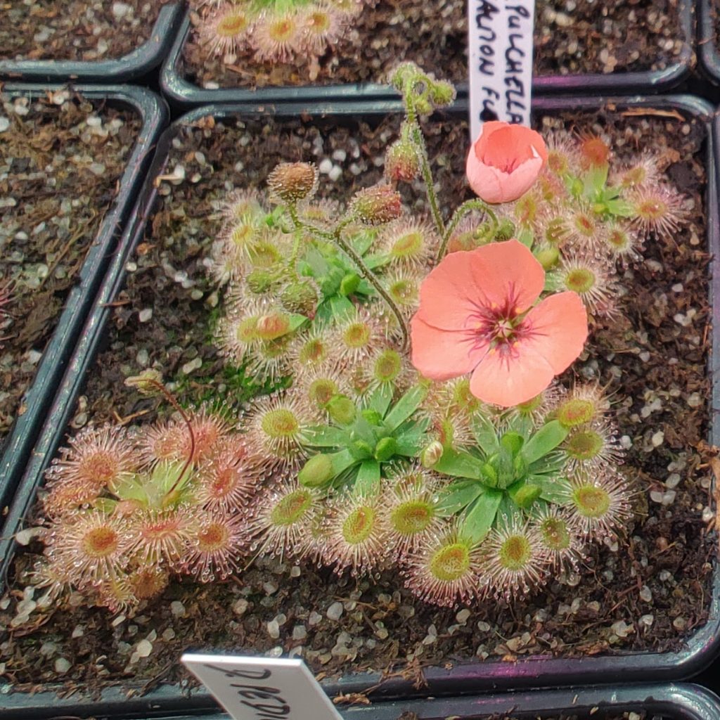 Drosera pulchella Scott River