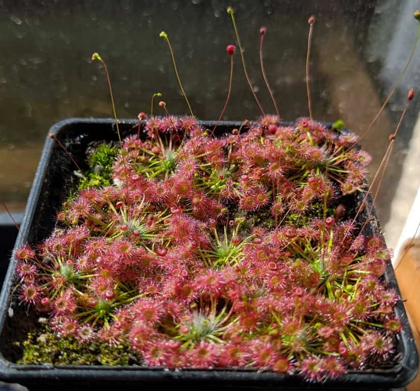 Drosera pygmaea {Eastern states of Australia}