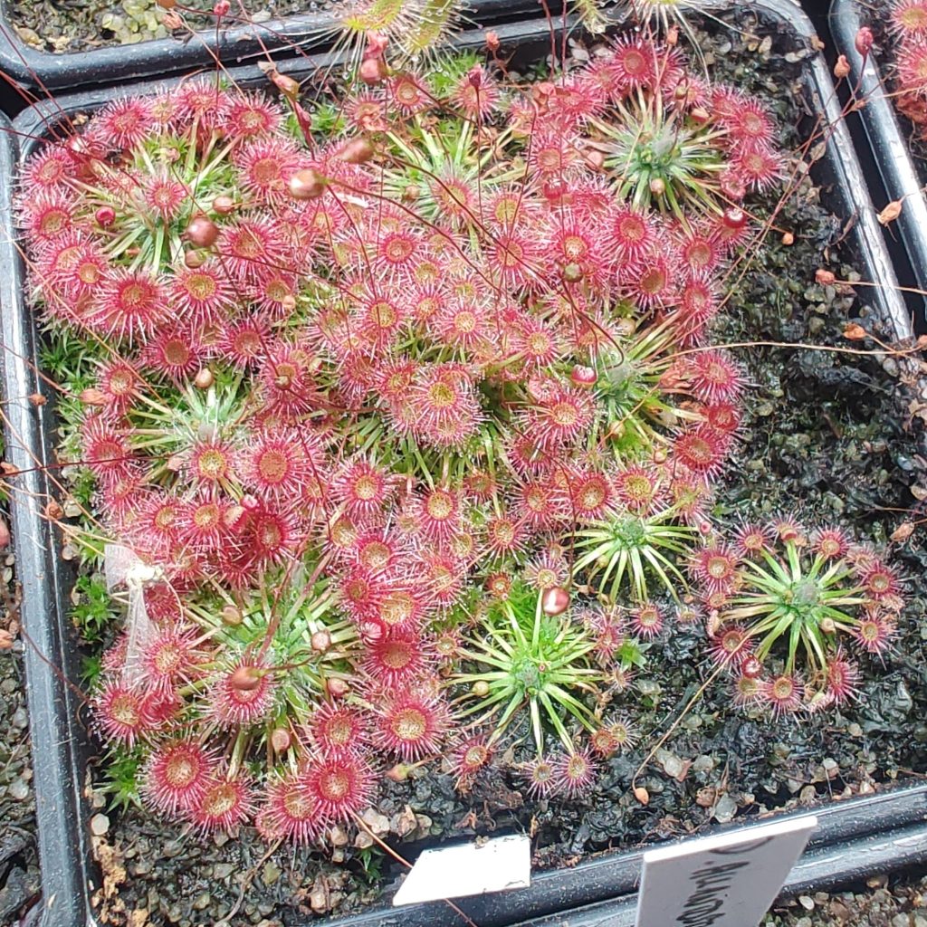 Drosera pygmaea {Mt. Lofty, South Australia}