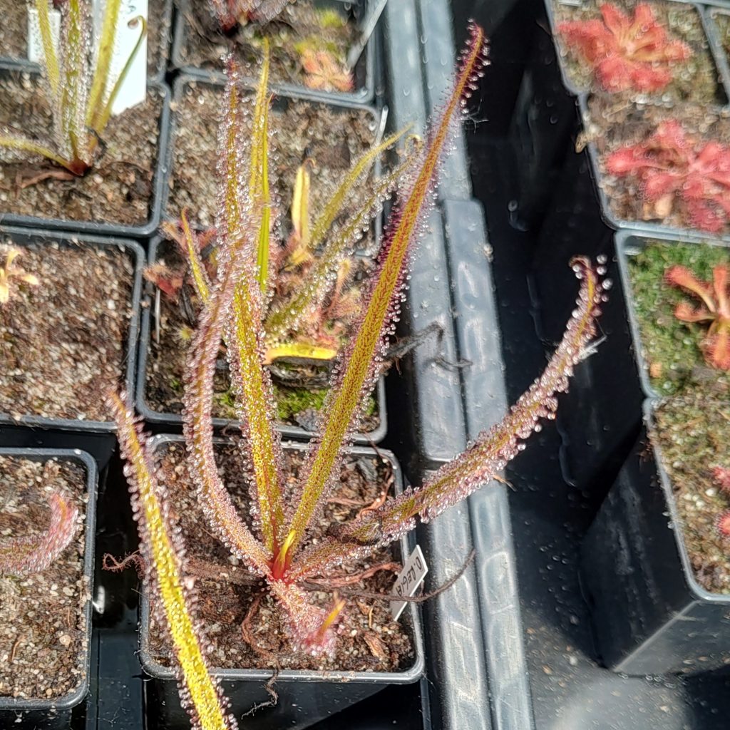 Drosera regia
