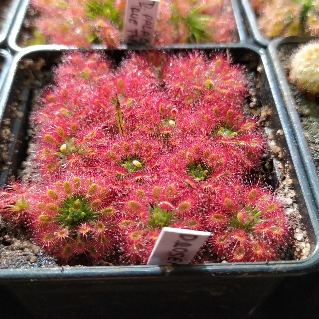 Drosera roseana