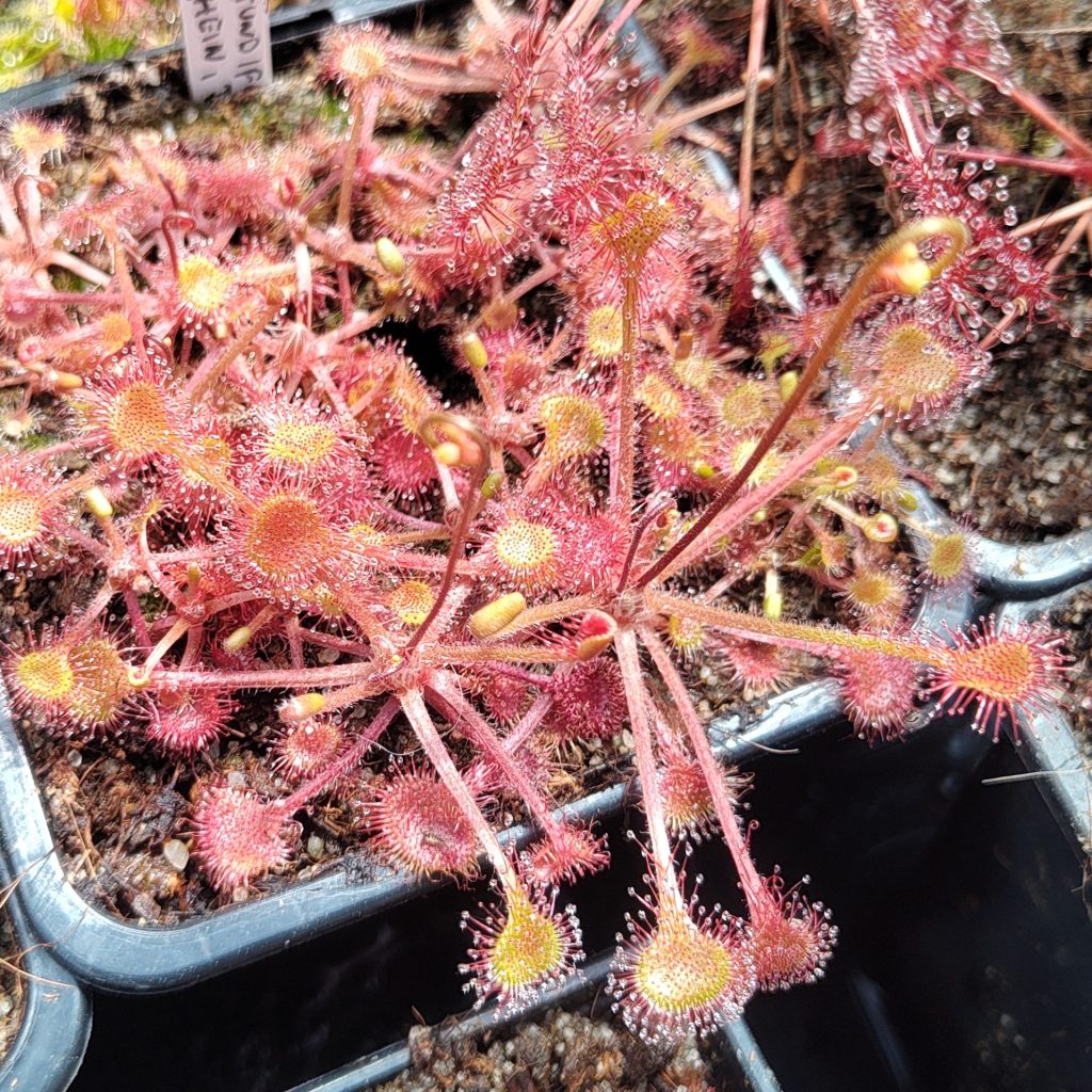 Drosera rotundifolia {Rhein-Sieg-Kreis, NRW, Deutschland}
