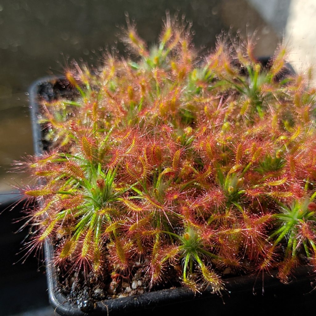 Drosera silvicola