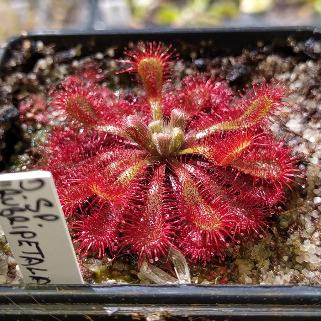 Drosera sp. rubripetala