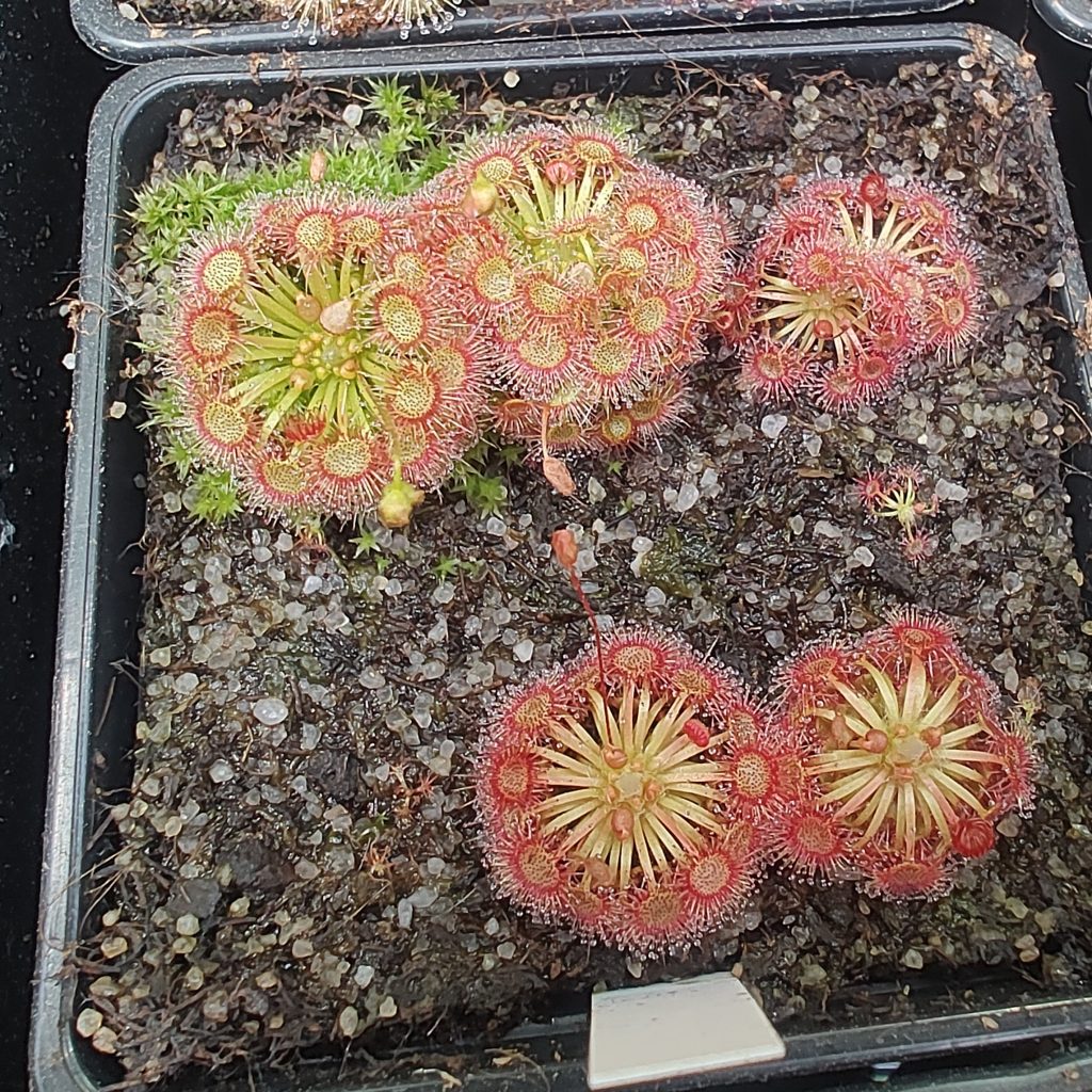 Drosera x Lake Badgerupii Yellow