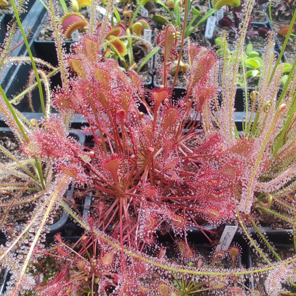 Drosera x eloisiana
