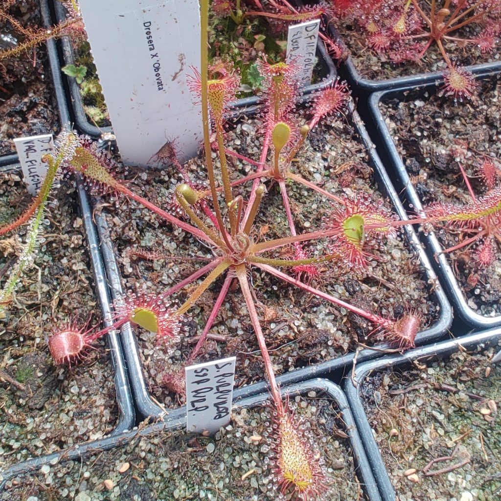 Drosera x obovata