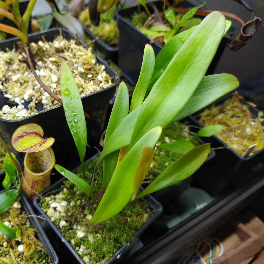 Utricularia cv. Jitka